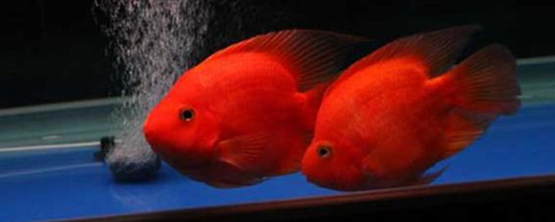 鸚鵡魚下了魚籽怎么辦