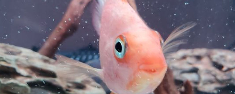 鸚鵡魚脫皮是怎么回事