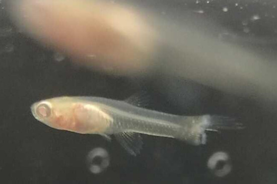 孔雀魚針尾是怎么回事