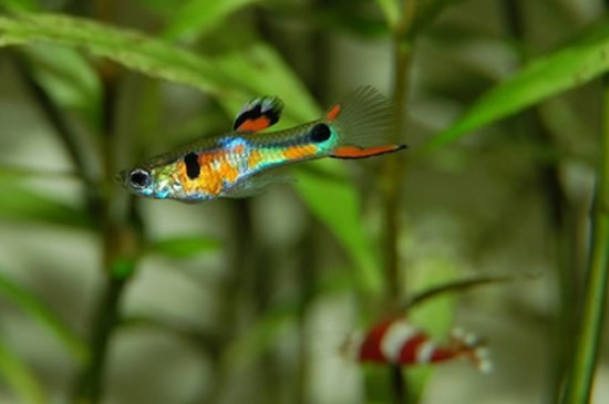孔雀魚生完多久可以放回大缸