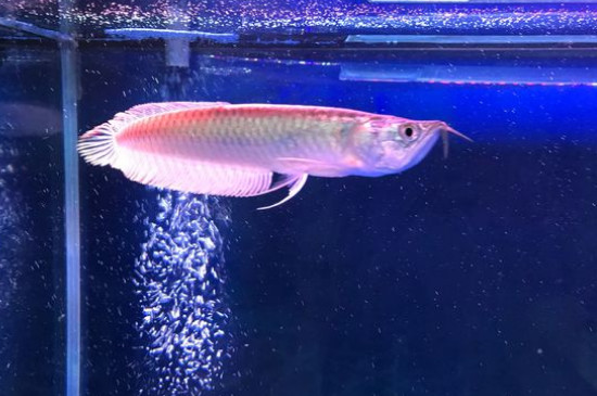 銀龍魚的飼養(yǎng)方法，飼養(yǎng)銀龍魚的技巧