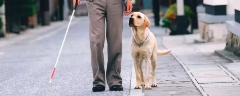 導(dǎo)盲犬小q是什么狗