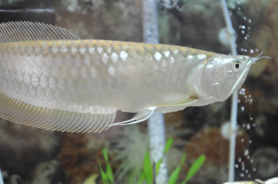 銀龍魚怎么養(yǎng)