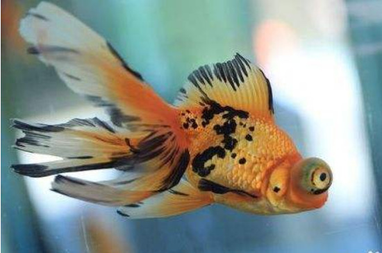 孔雀魚能吃餅干屑嗎