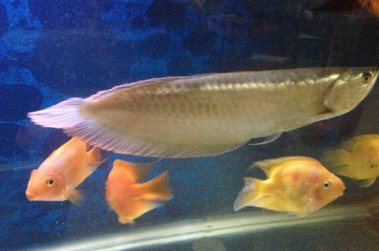 銀龍魚和什么魚混養(yǎng)好