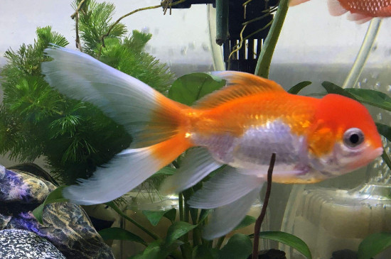 金魚體表像蒙一層霜
