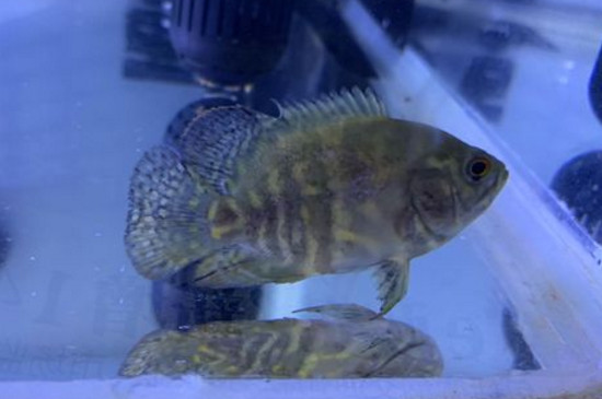 地圖魚爛鰭爛尾怎么治