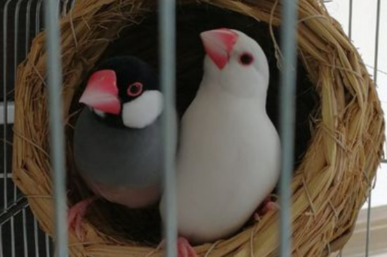 文鳥臭不臭