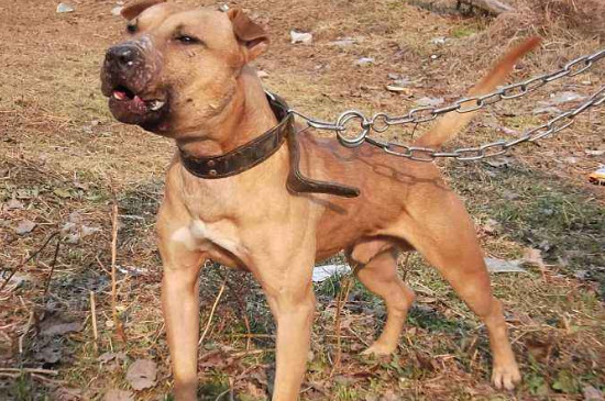 比特犬會(huì)保護(hù)主人嗎