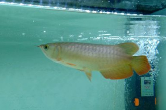 龍魚鱗片缺口能恢復(fù)嗎，加強(qiáng)營養(yǎng)改善水質(zhì)能長回來