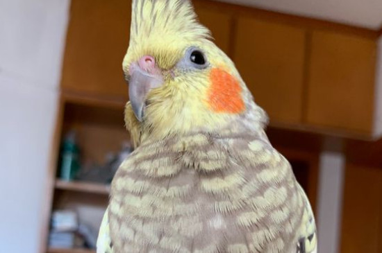 玄鳳鸚鵡怎么洗澡