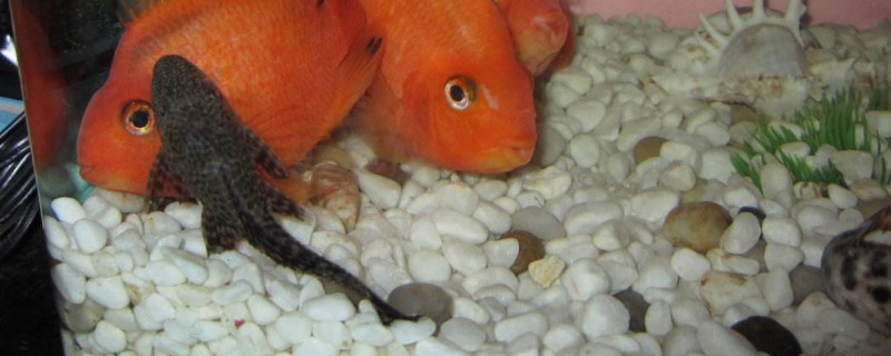 清道夫是什么魚(yú)