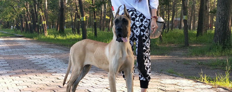 大丹犬認主嗎
