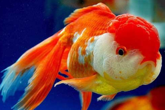 金魚產(chǎn)卵后水渾怎么辦