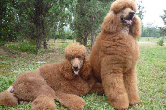 養(yǎng)巨貴犬注意事項(xiàng)