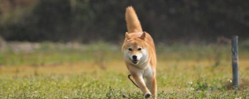 柴犬智商排名第幾