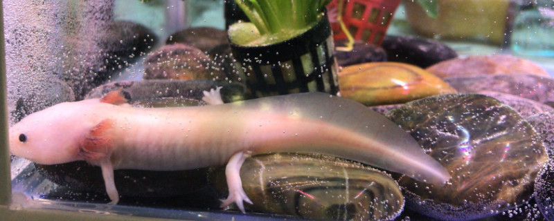 六角龍魚不吃食怎么辦