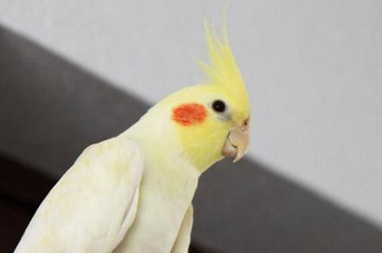 母玄鳳鸚鵡求偶的表現(xiàn)