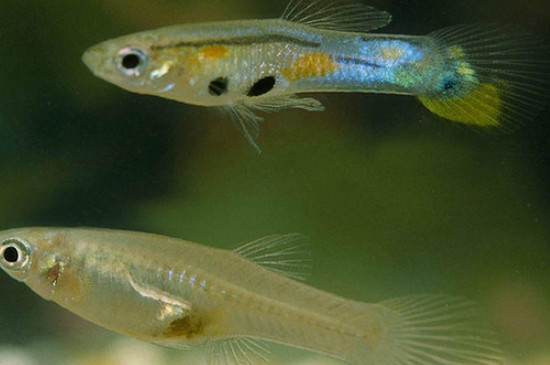 孔雀魚身上有白色絮狀物怎么治
