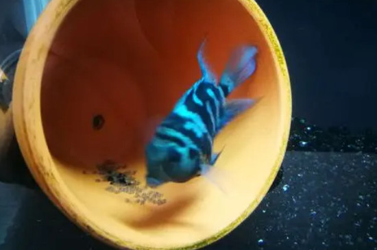 迷你鸚鵡魚卵多久變黑