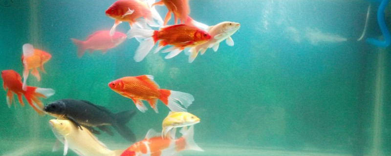 錦鯉和什么魚(yú)可以混養(yǎng)