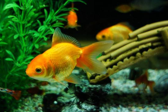 新手怎么養(yǎng)金魚