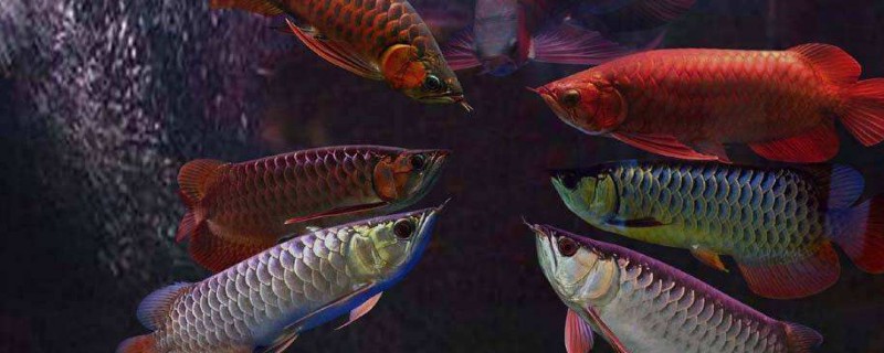 金龍和紅龍能混養(yǎng)嗎