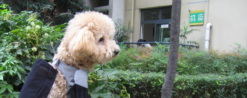 怎樣訓(xùn)練比熊犬