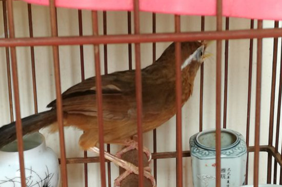 治疔畫眉鳥仰頂?shù)慕^招