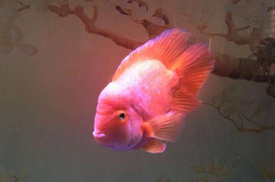 紅鸚鵡魚變白了怎么辦