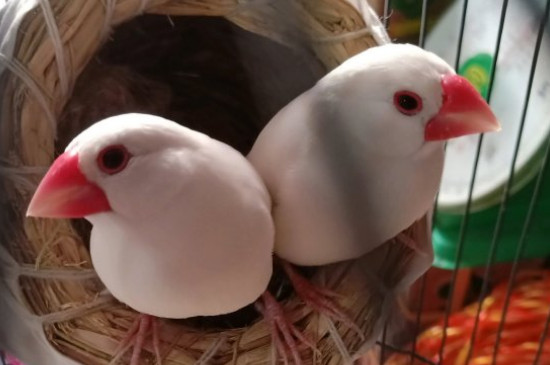 白文鳥怎樣才能不咬人