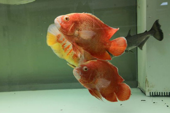 地圖魚吃什么