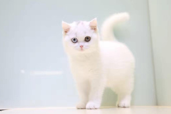 英短貓什么顏色貴