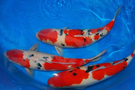 錦鯉魚(yú)鱗變黑怎么治療