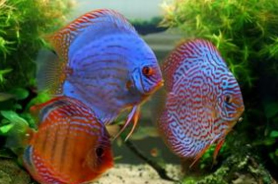 1米2的魚缸能養(yǎng)幾條七彩神仙