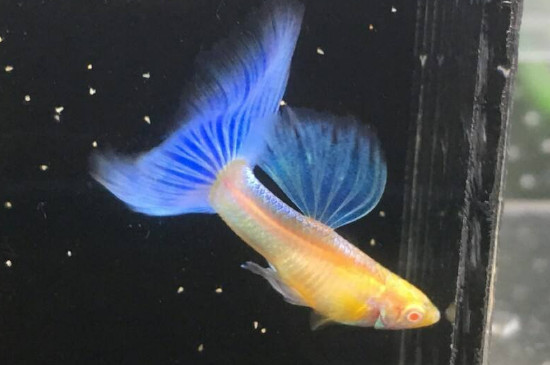 孔雀魚好養(yǎng)嗎