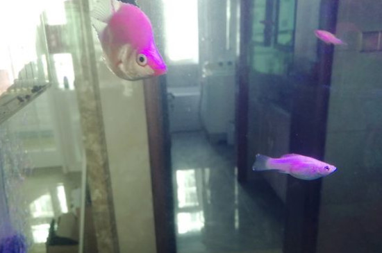 迷你鸚鵡魚(yú)能長(zhǎng)多大