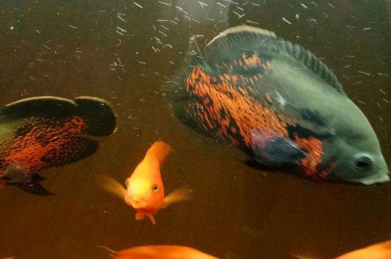 養(yǎng)地圖魚需要加鹽嗎