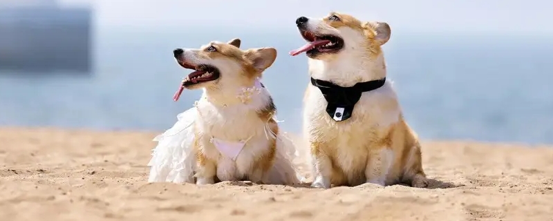 狗狗換狗糧拉稀怎么辦
