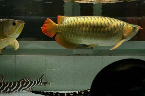龍魚水溫多少合適