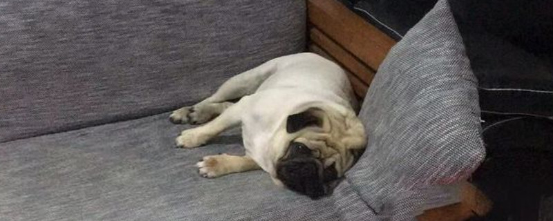 巴哥犬的優(yōu)缺點
