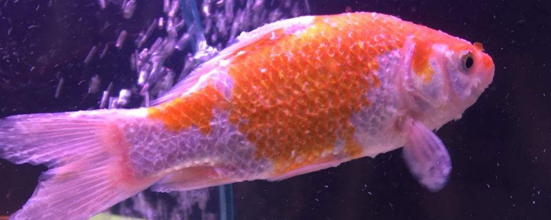 如何養(yǎng)金魚