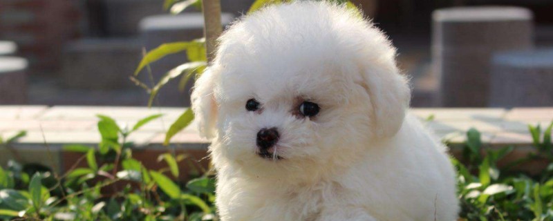 茶杯犬為什么那么小?