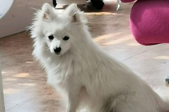 博美犬缺點