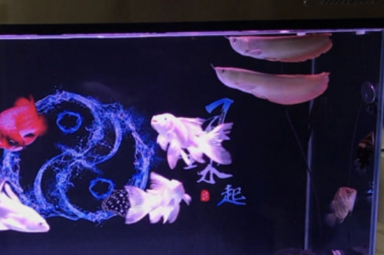龍魚(yú)水質(zhì)ph多少合適
