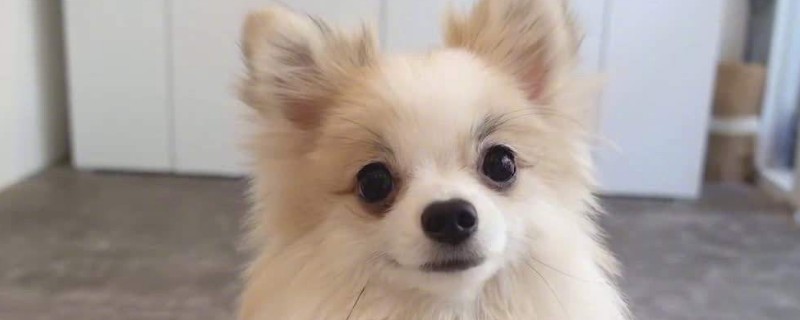 博美記仇嗎