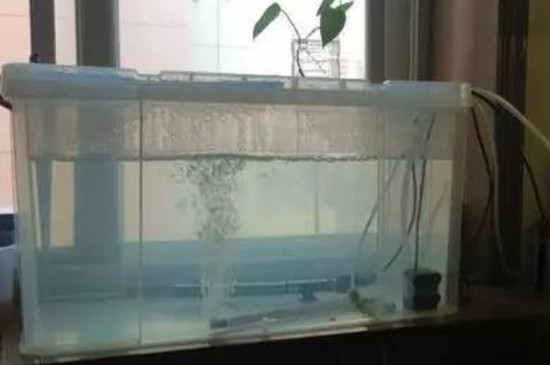 養(yǎng)魚困水的正確方法