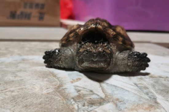 鱷龜有靈性嗎