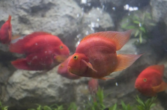 鸚鵡魚一天喂幾次怎么養(yǎng)最紅