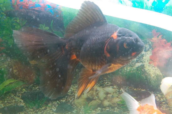 小金魚吃什么食物